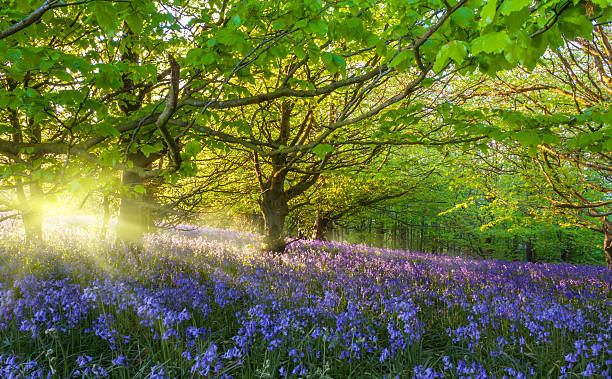 Sunburst through trees illuminating bluebells stock photo