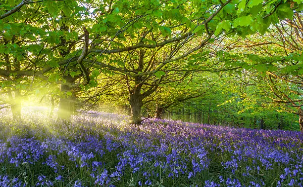 Sunlight through trees illuminating bluebells