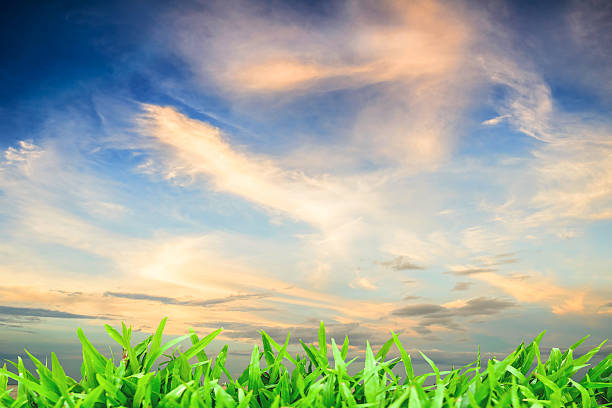 istock Green grass natural background with blue sky. 508906585