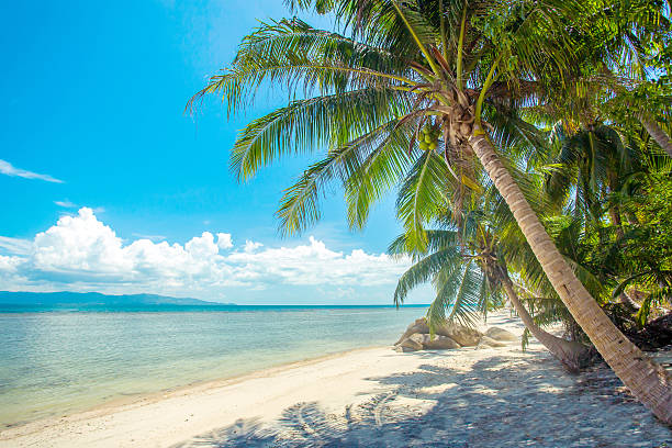 istock Beautiful tropical beach with palm trees at Koh Phangan island 508907507