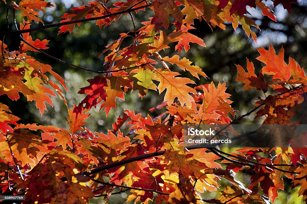 Herbstmuster - Lizenzfrei Ast - Pflanzenbestandteil Stock-Foto