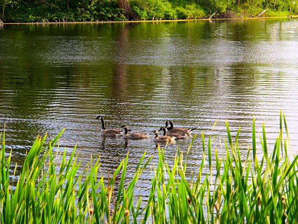 istock Canadian Geese in a Lake 508907821