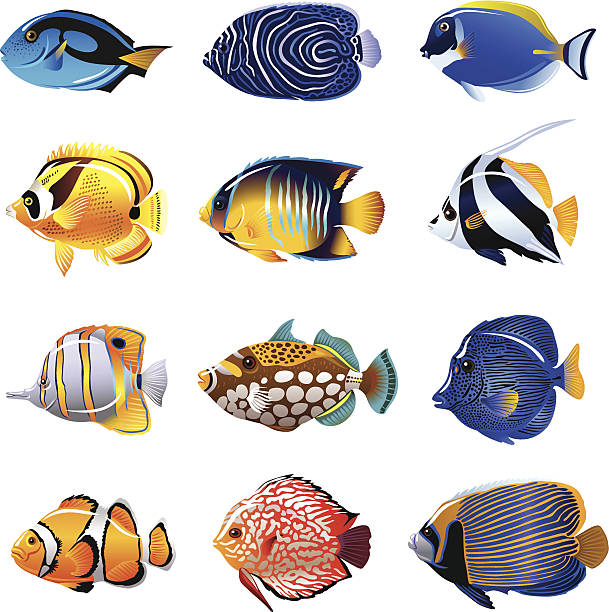 열대 고기잡이 - tropical fish clown fish isolated animal stock illustrations