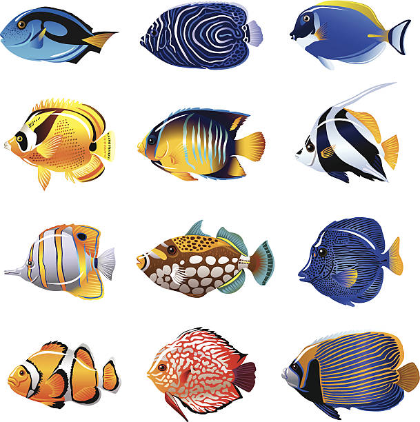 41,360 Tropical Fish Illustrations & Clip Art - iStock | Tropical fish  tank, Tropical fish isolated, Tropical fish aquarium
