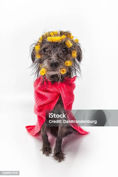 Dog Wash Spa Day Stock Photo - Download Image Now - Animal, Animal Hair, Canine - Animal