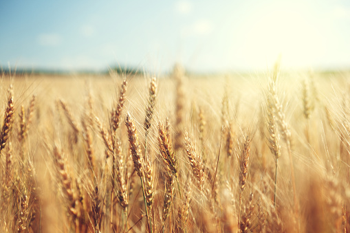 Campo de trigo dorado y día soleado photo
