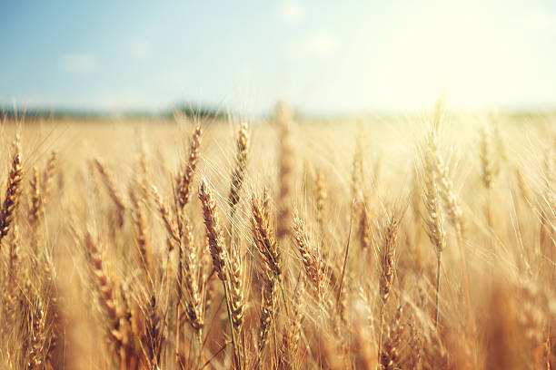 campo de trigo de ouro e dia ensolarado - crop farm nature man made - fotografias e filmes do acervo