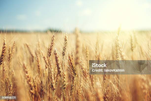 Golden Wheat Field And Sunny Day-foton och fler bilder på Vete - Vete, Fält, Spannmålsväxt