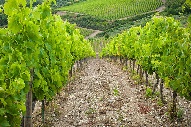 istock Beautiful vineyards in Chianti, Italy 508908287