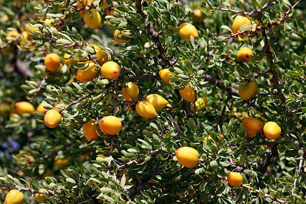 istock Fruits of Argan tree 508908877