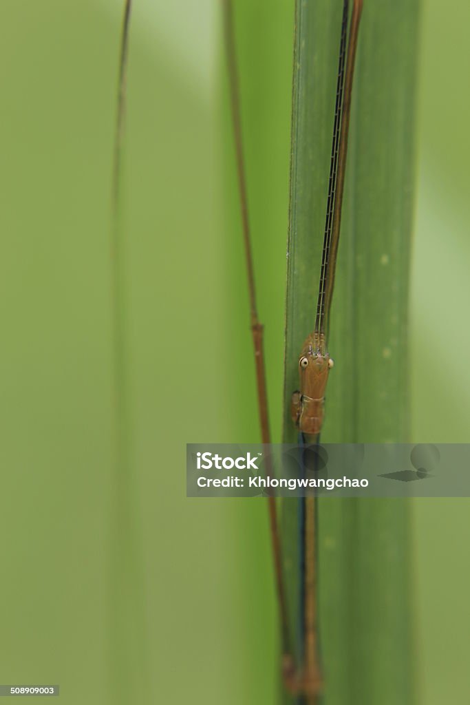 Giant Prickly Stick Insect Camouflage of Giant Prickly Stick Insect, Phasmatodea. Insect photographed Animal Stock Photo