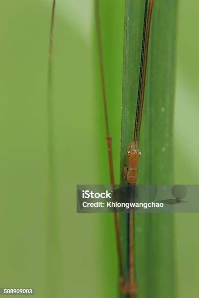 Giant Prickly Stick Insect Stock Photo - Download Image Now - Animal, Animal Antenna, Animal Wildlife
