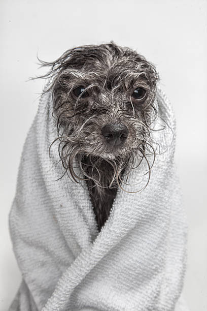 istock Dog Wash Spa Day 508909135