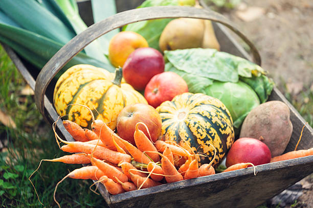 panier en bois pleine de légumes frais et biologiques - récolter photos et images de collection