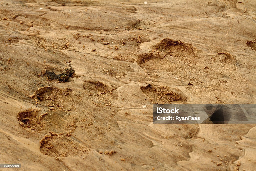 Hippopotamus Foot Prints in the Sand A pair of large hippo foot prints in the sand along their river habitat. Footprint Stock Photo