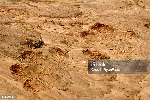 Hippopotamus Foot Prints In The Sand Stock Photo - Download Image Now - Footprint, Hippopotamus, Africa