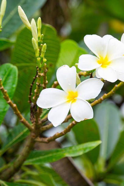 istock Plumeria, flower 508909777