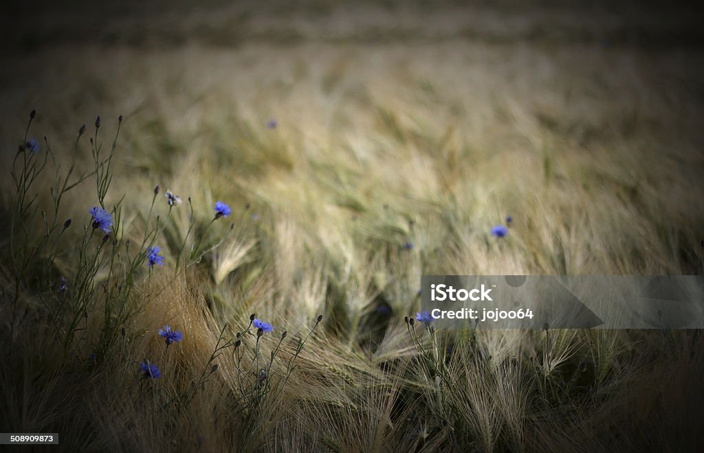 Cornflowers In Grain Field Blue cornflowers (Centaurea cyanus) in a barley field. Vignetting was applied. 2000-2009 Stock Photo