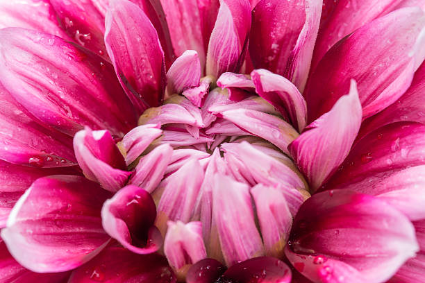 istock Close-up violet dahlia in bloom 508910875