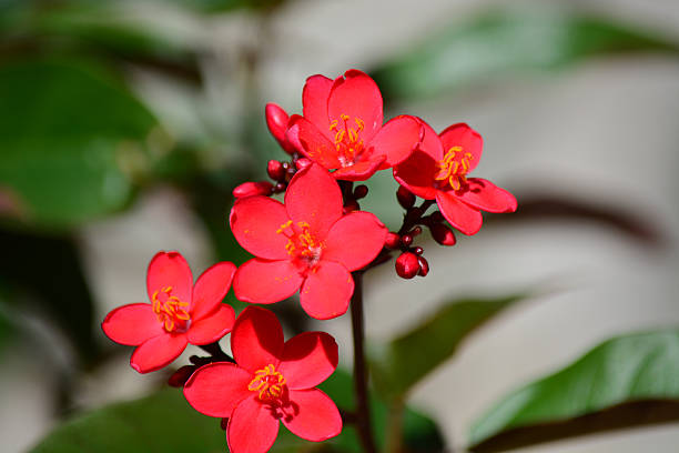 istock Flowering Plant with Red Blossoms 508911327