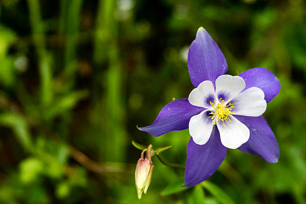 istock Blooming Blue Columbine Flowers 508911361