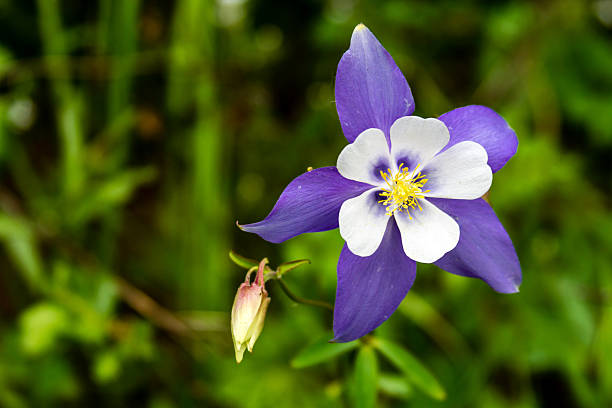 istock Blooming Blue Columbine Flowers 508911419
