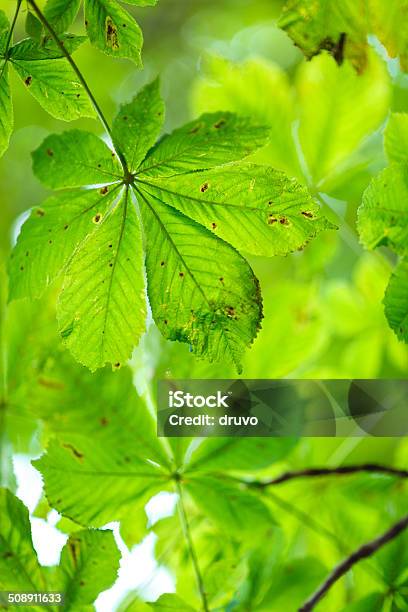 Green Chestnut Leafs Stock Photo - Download Image Now - Branch - Plant Part, Chestnut Tree, Close-up