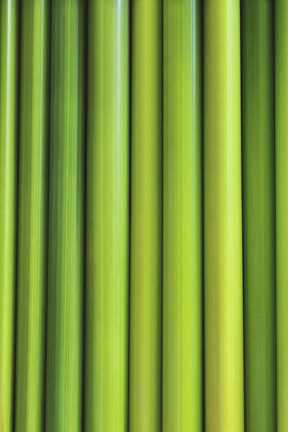 istock green back ground of sedge 508912261