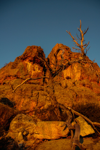 a close up of a dead gumtree located at Mt Arapiles in regional Victoria, Australia at sunrise with the red of the rock intensified with the rising sun.