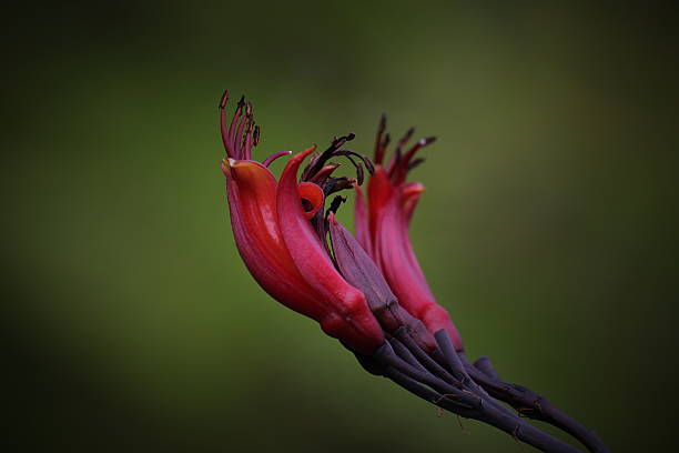 istock New Zealand Flax Blossom 508912363