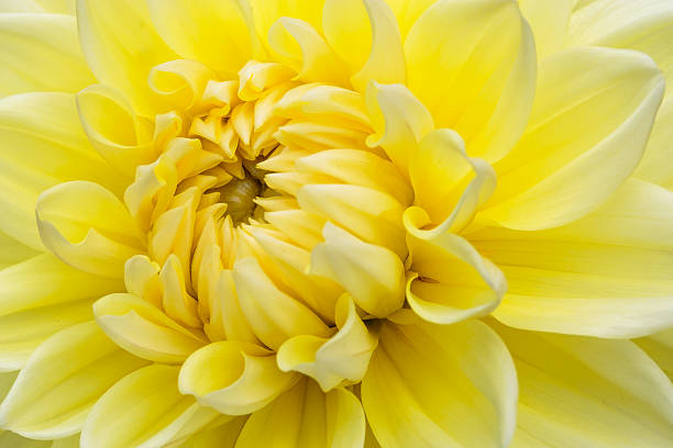 istock Close-up yellow dahlia in bloom 508912457