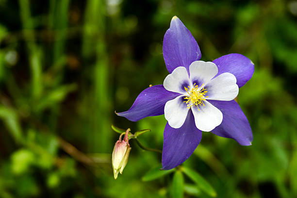 istock Blooming Blue Columbine Flowers 508912521