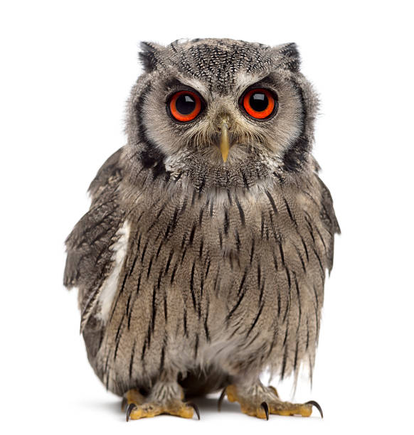 istock Northern white-faced owl - Ptilopsis leucotis (1 year old) 508913958