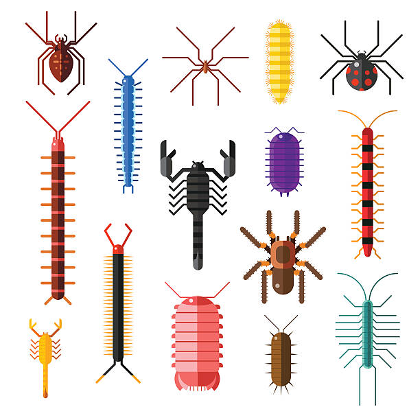 ilustrações, clipart, desenhos animados e ícones de escorpiões insetos e aranhas perigosas tv ilustração vetorial de animais dos desenhos animados - insect computer bug tick cartoon