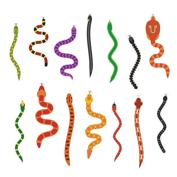 illustrazioni stock, clip art, cartoni animati e icone di tendenza di piatto vettoriale serpenti collezione sola su sfondo bianco - snake