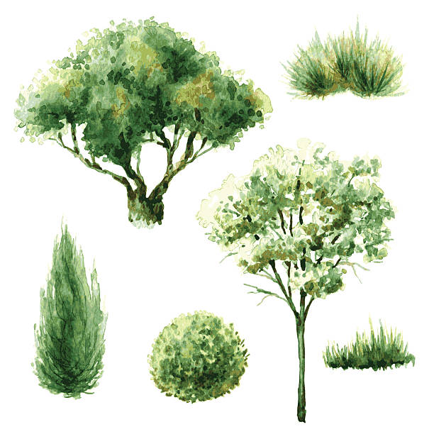 Set of green trees and bushes. Hand drawn watercolor illustration. Set of various trees and bushes. Green plants isolated on white. bush illustrations stock illustrations