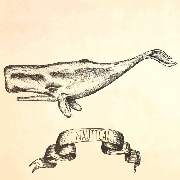Engraving technique whale. Vector hand drawn illustration.