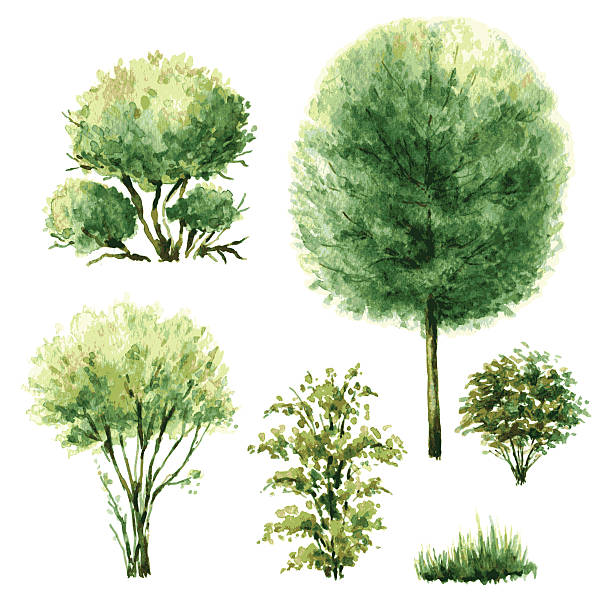 Set of green trees and bushes. Hand drawn watercolor illustration. Set of various trees and bushes. Green plants isolated on white val stock illustrations