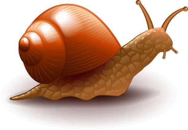 weinbergschnecke isoliert auf weißem vektor - snail white background mollusk mucus stock-grafiken, -clipart, -cartoons und -symbole