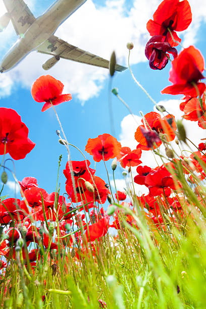 Jet over poppy flowers