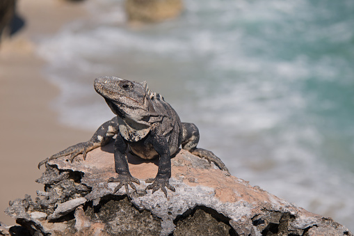 Endangered Lesser Antillean Iguana at Punta Sur point (Acantilado del Amanecer - Cliff of the Dawn)  on Isla Mujeres (island) with the Caribbean ocean in the background  across from Cancun on the Mexican Mayan Riviera coast of the Yucatan peninsula