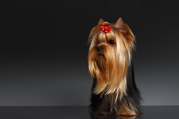 istock Yorkshire Terrier Dog Stands and Looking to left on Black 508921776