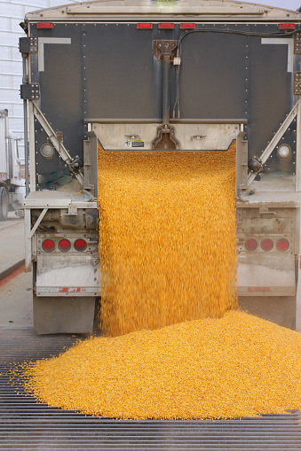 This semi-truck is delivering corn to a farmers' cooperative in southwest Iowa. 