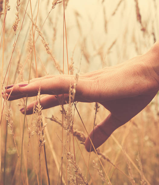 istock Girl relaxing in a wheat-field. 508922610