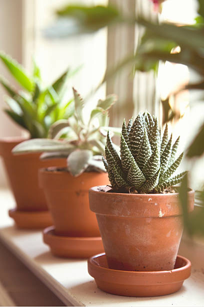 istock Green succulents on window sill 508923612