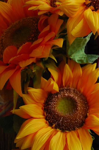 istock Sunflowers up close 508934227