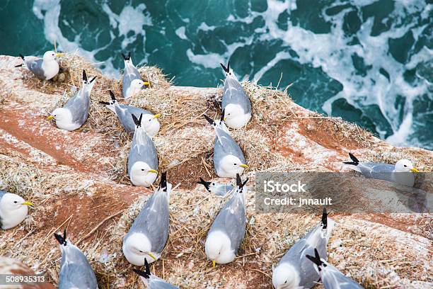 Foto de Gaivotas No Seu Ninho No Red Cliff e mais fotos de stock de Airo - Airo, Andorinha-do-Mar - Gaivota, Animal