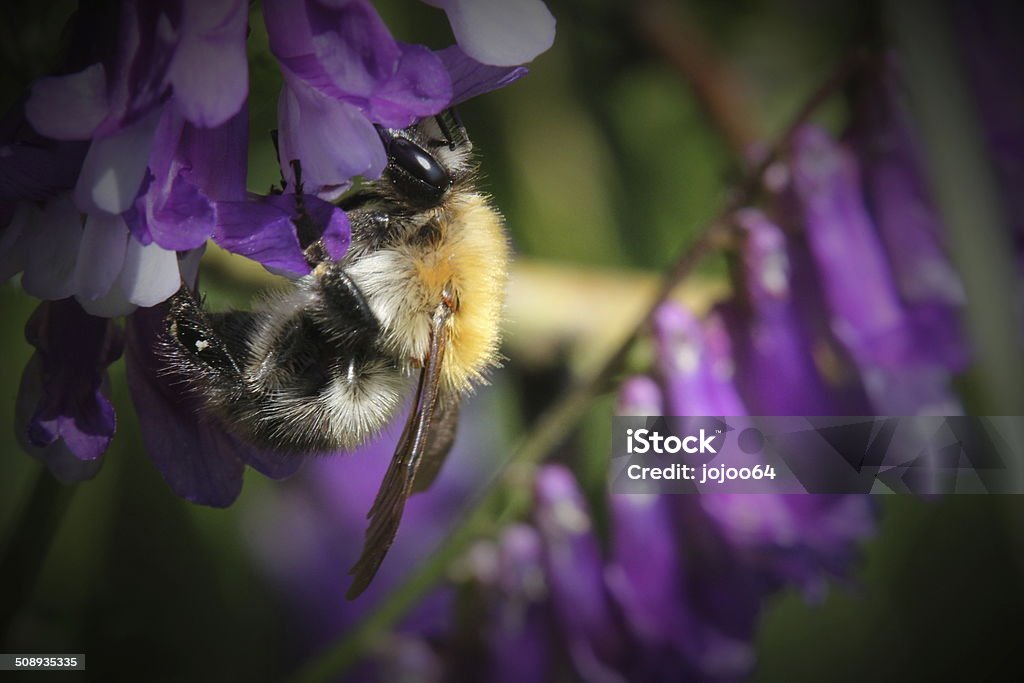 Bumblebee On A Vetch A bumblebee gathering nectar from a vetch blossom. Bee Stock Photo