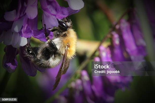 Bumblebee On A Vetch Stock Photo - Download Image Now - Bee, Bumblebee, Flower