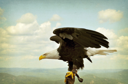 Bald eagle taking off from trainers hand on mountain top, textured image.